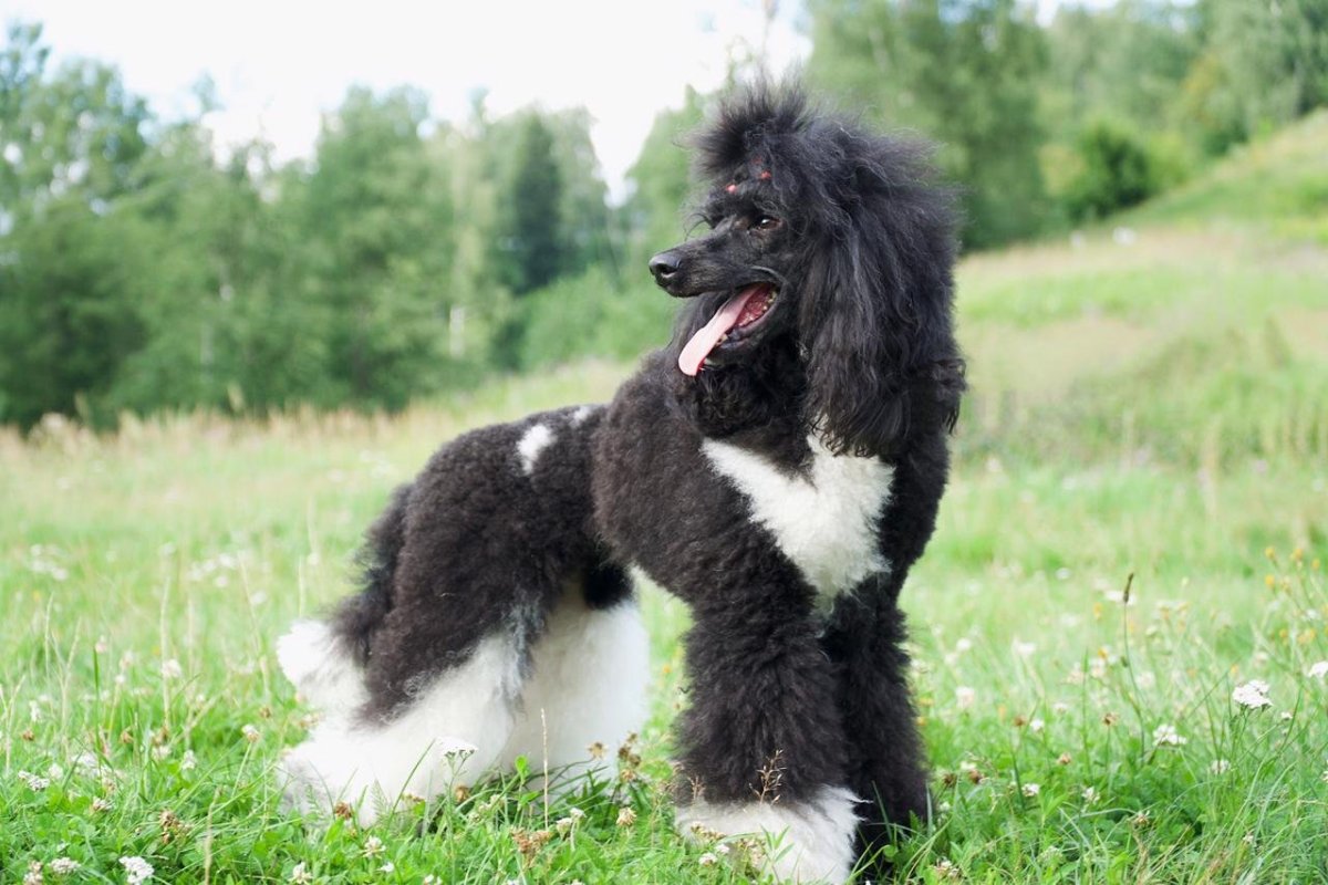 Большой пудель Арлекин