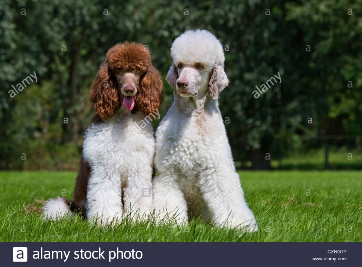 Пудель Фантом