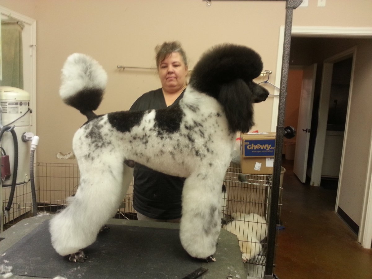 Пудель Арлекин бело коричневый