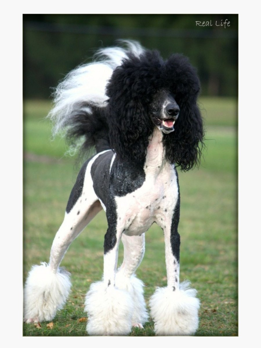 Пудель Арлекин Дакота