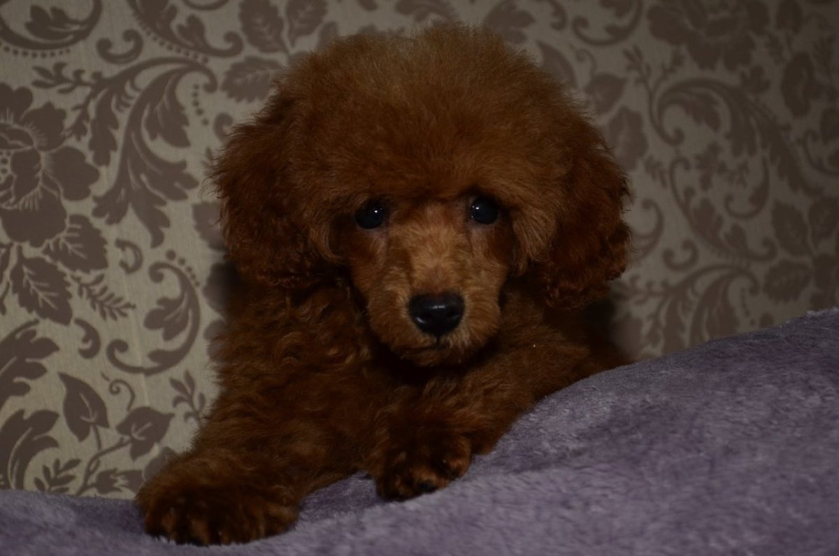 Королевский пудель стрижка Лев