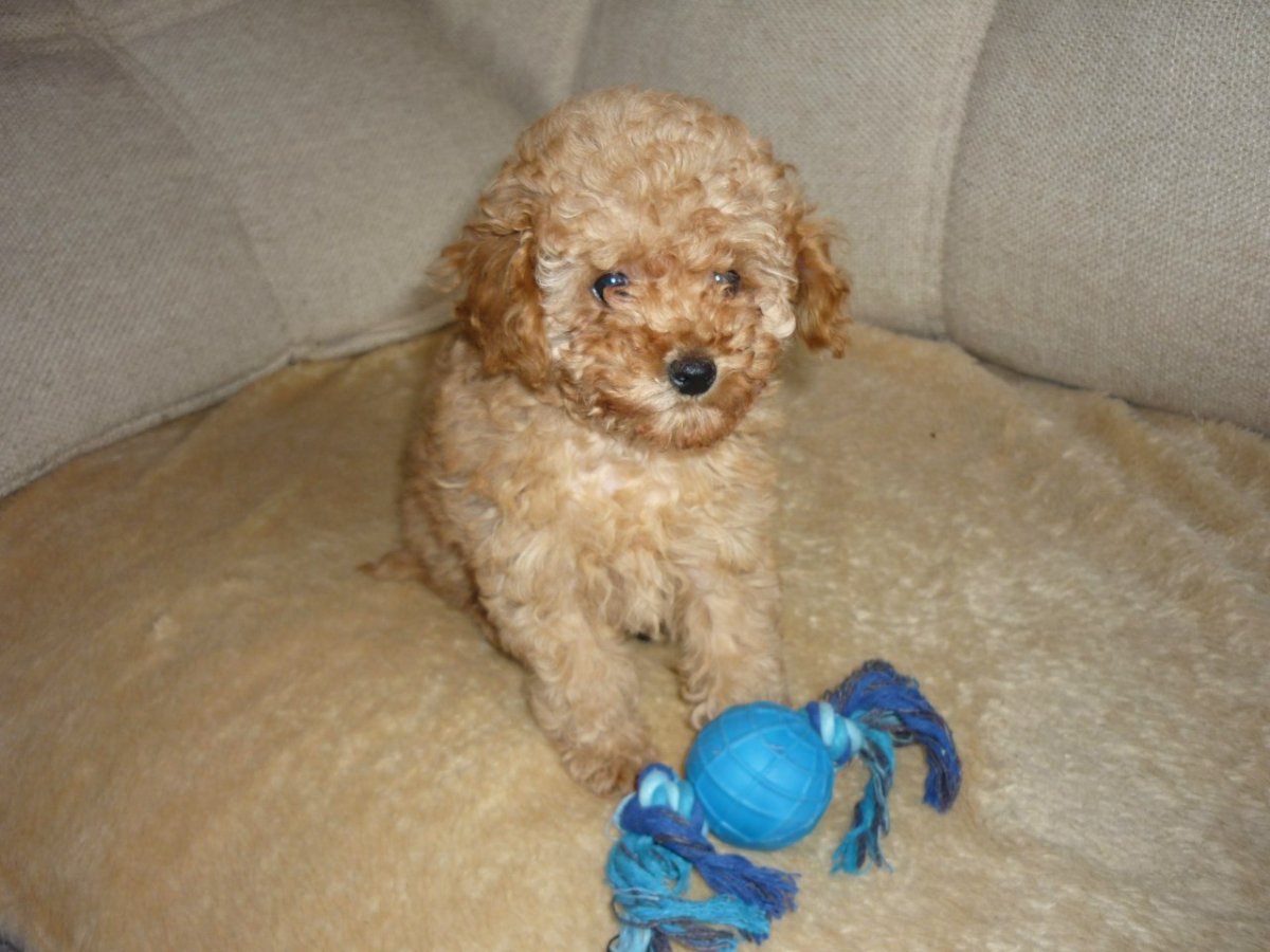 Той пудель рыжий