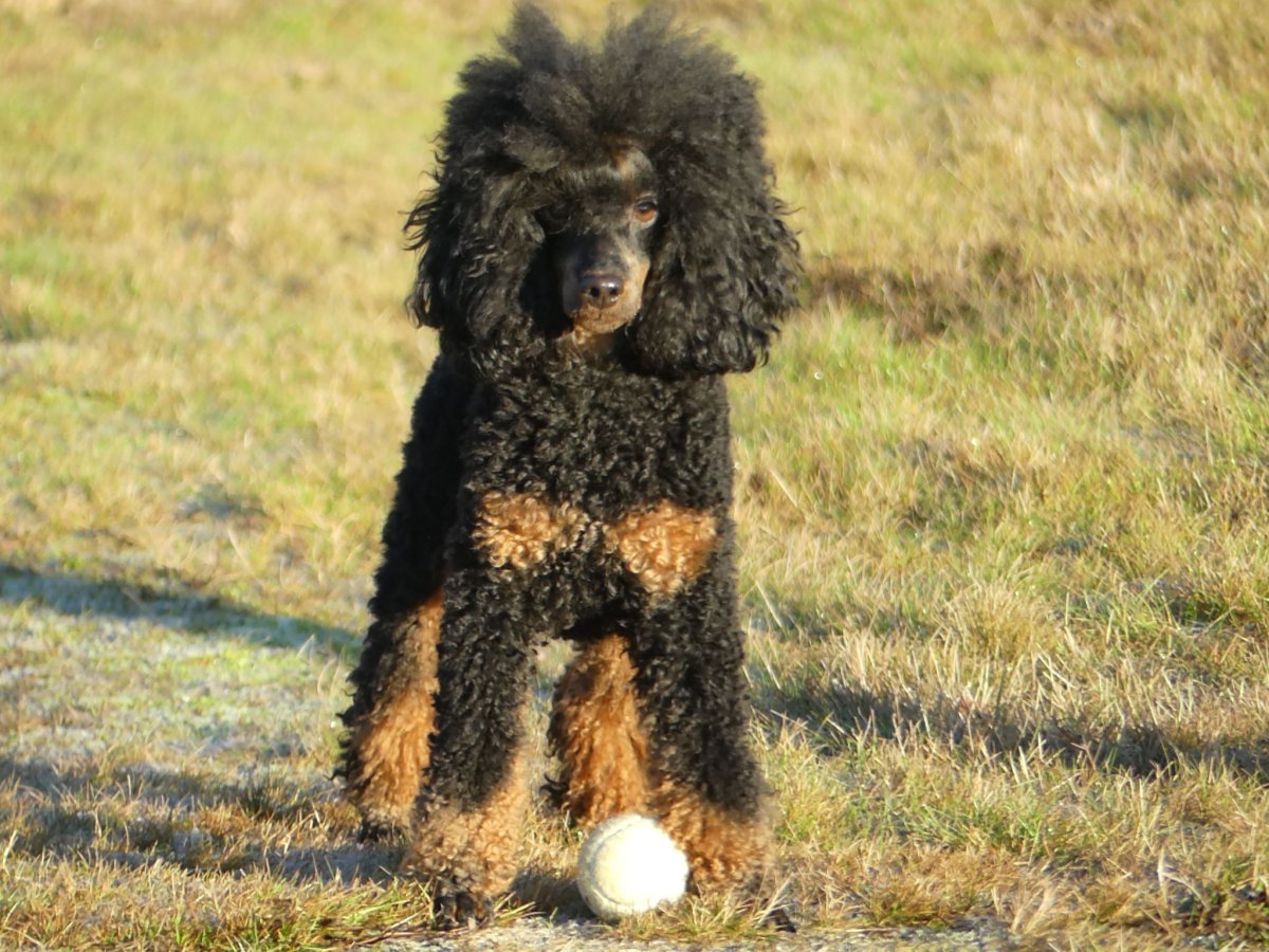 Карликовый пудель Арлекин