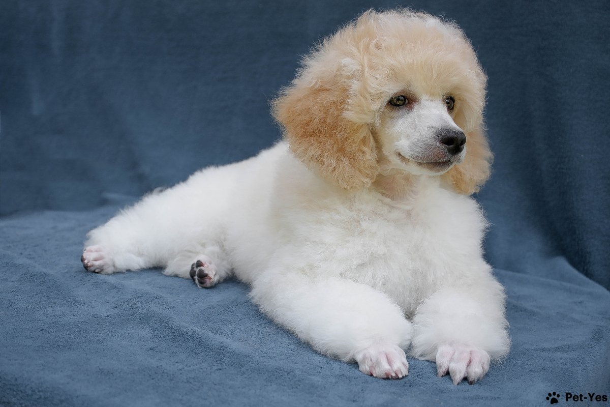 Королевский пудель Арлекин