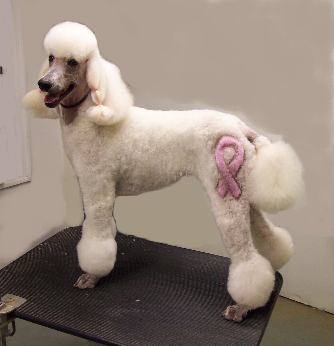 Клуб по интересам собаки Пудели Псков