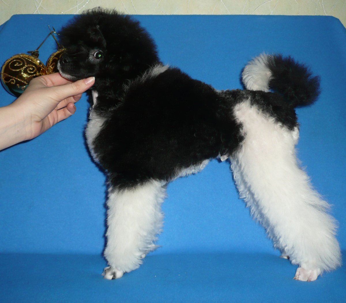 Пудель Арлекин стандарт