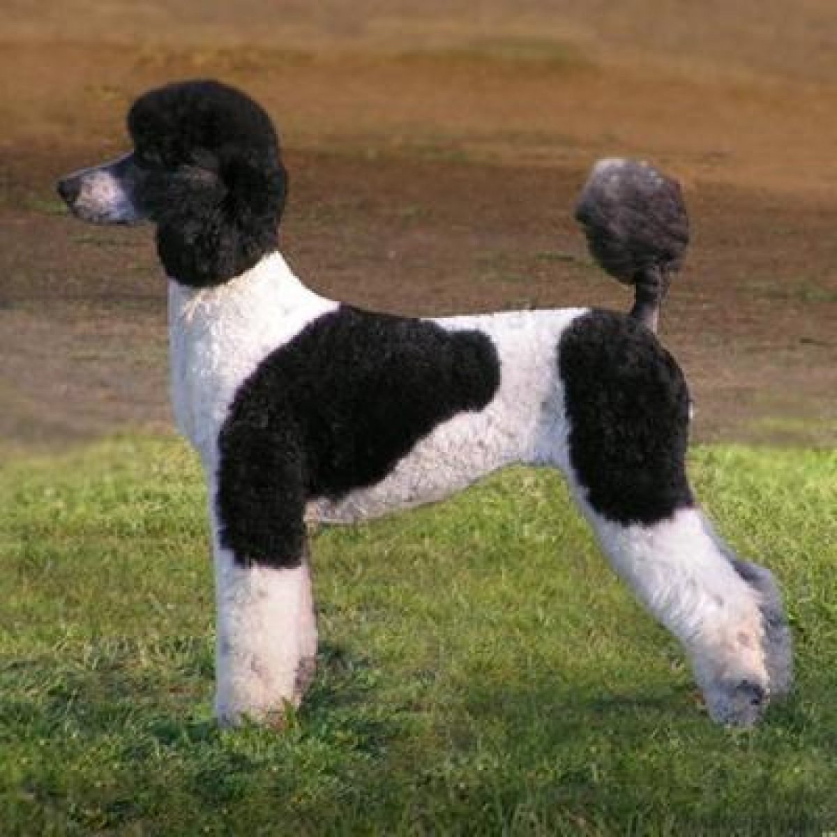 Карликовый Королевский пудель