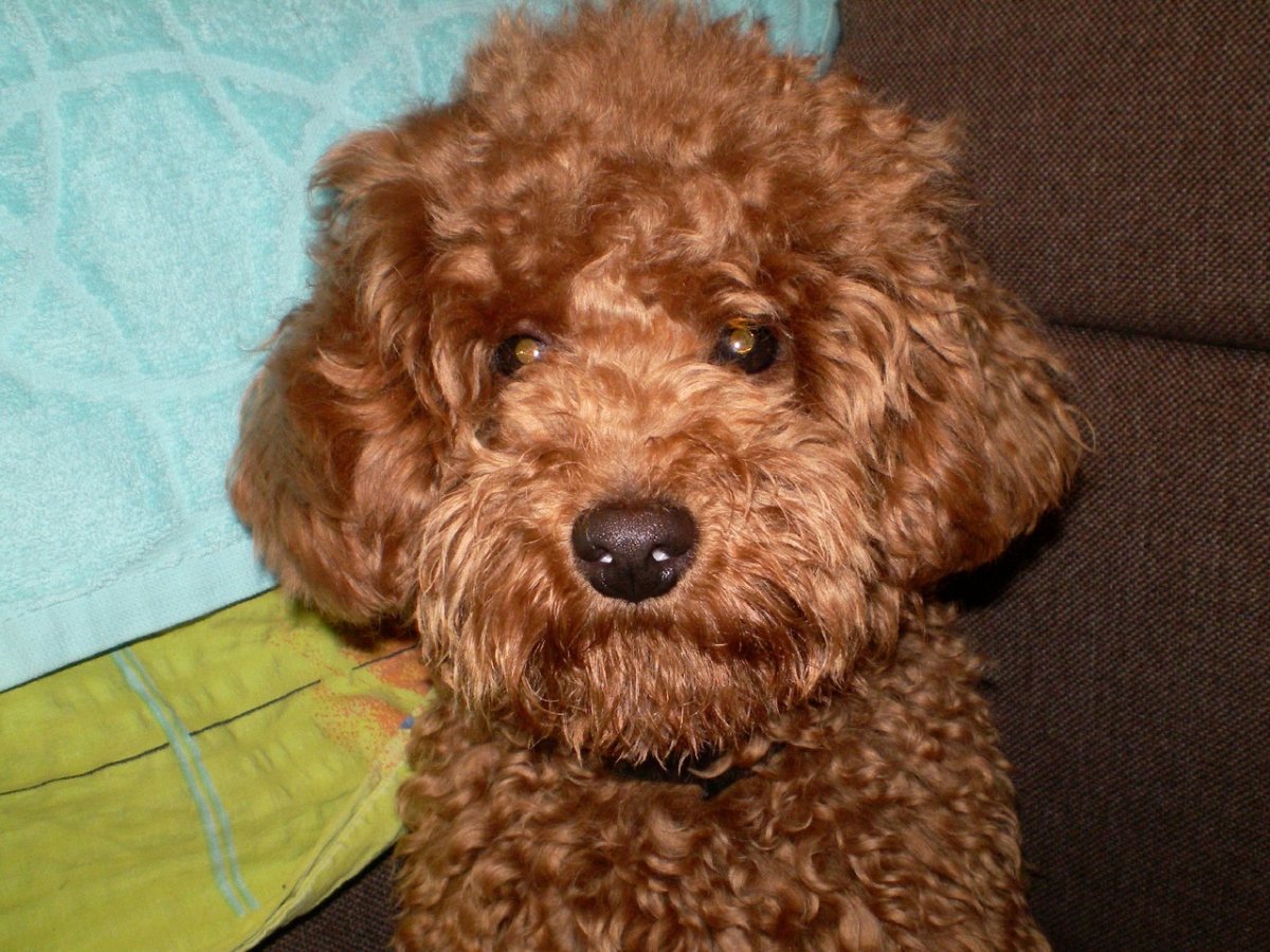 Стрижка пуделя Континенталь схема