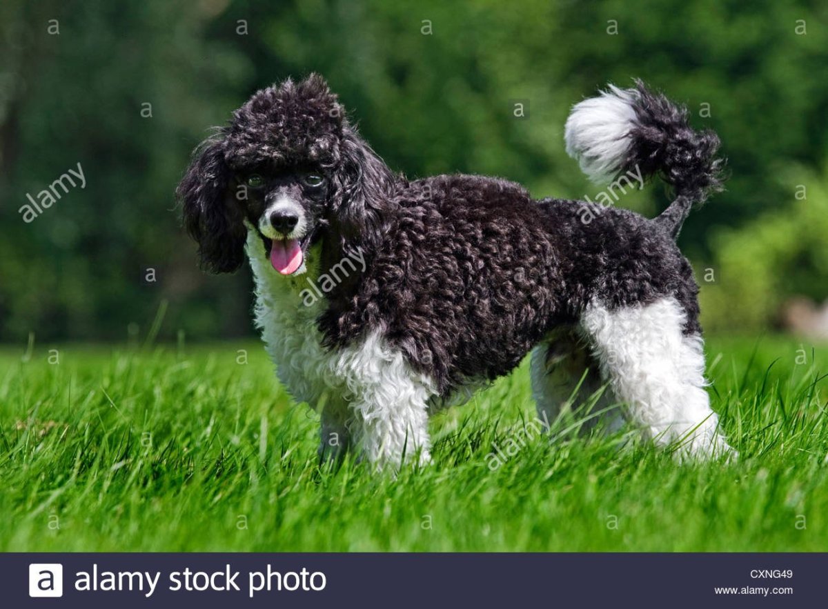 Пудель Арлекин бело коричневый