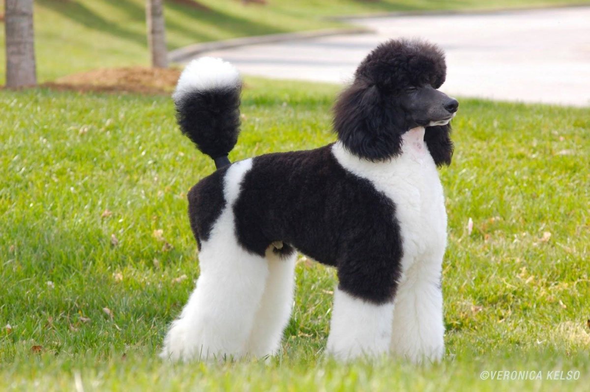 Пудель Арлекин стандарт