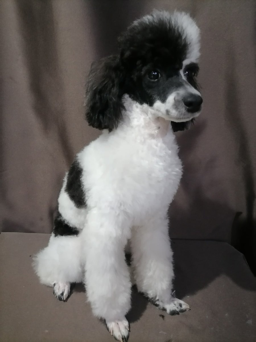 Той пудель белый