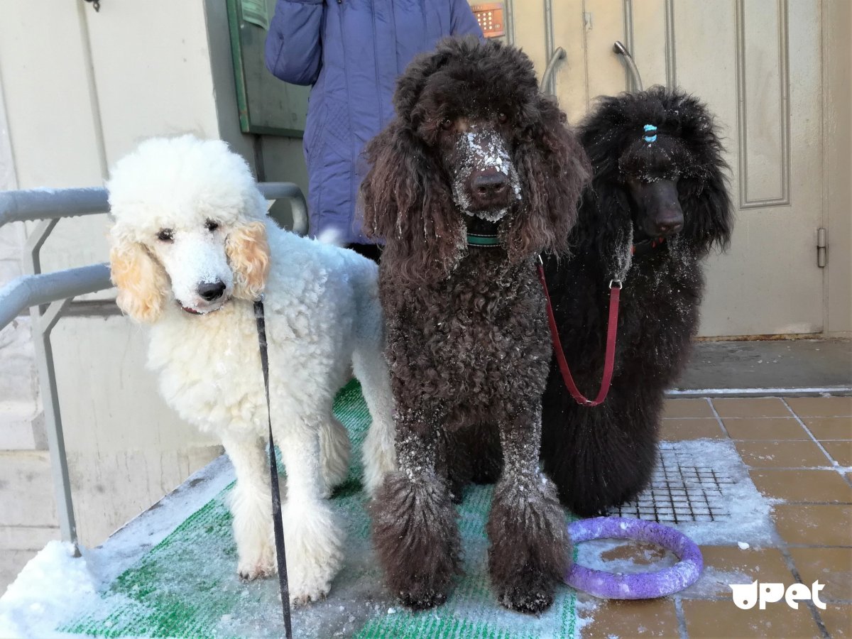 Королевский пудель Арлекин