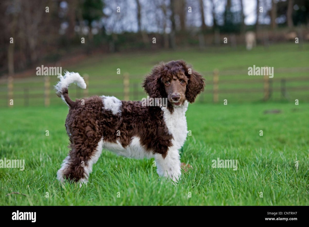 Китайский Королевский пудель