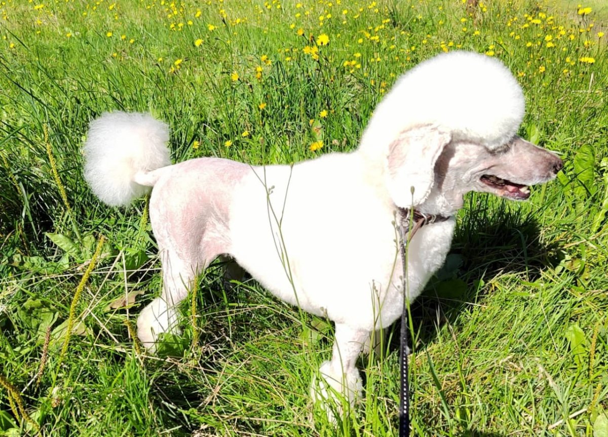 Карликовый пудель