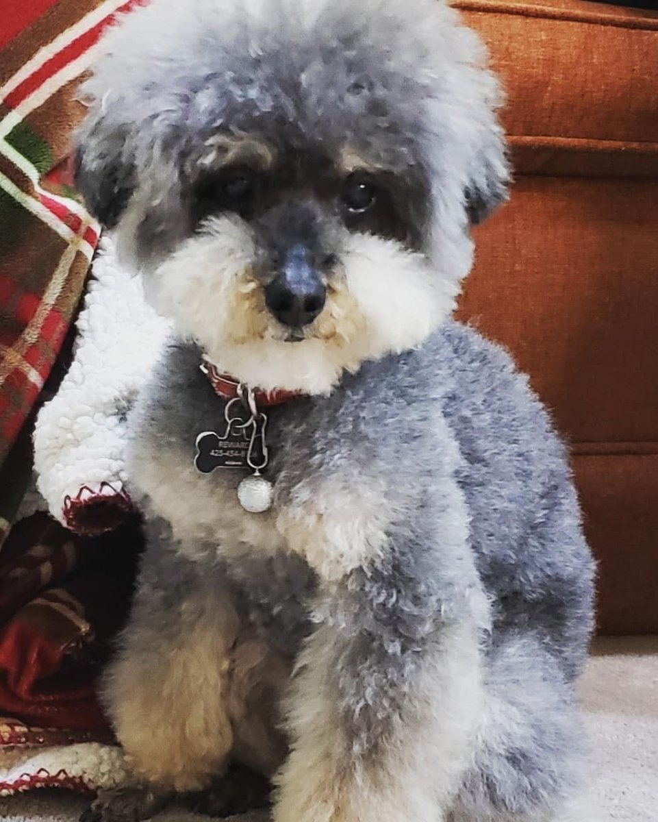 Королевский пудель стрижка Континенталь