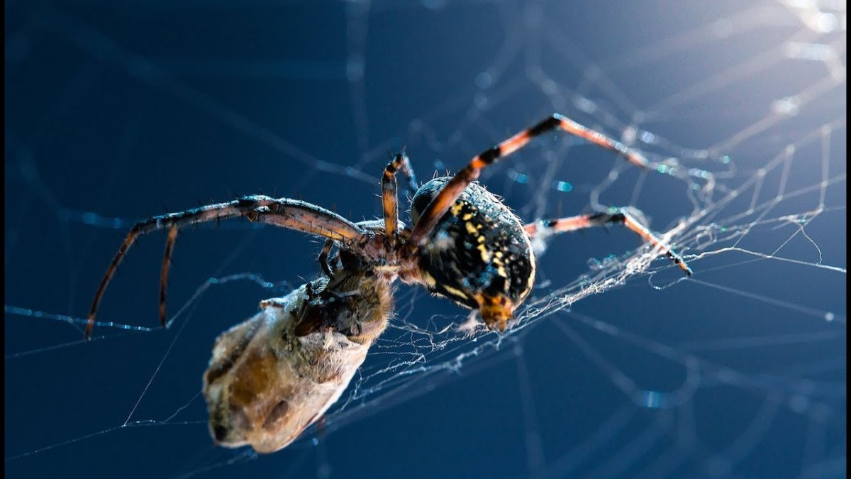 Земной паук