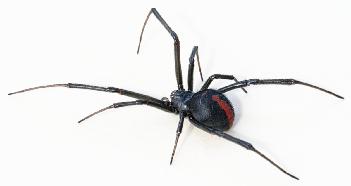 Latrodectus hasselti паук