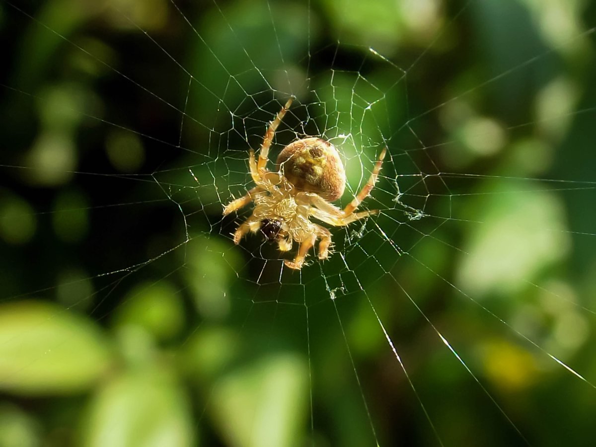 Araneus cavaticus