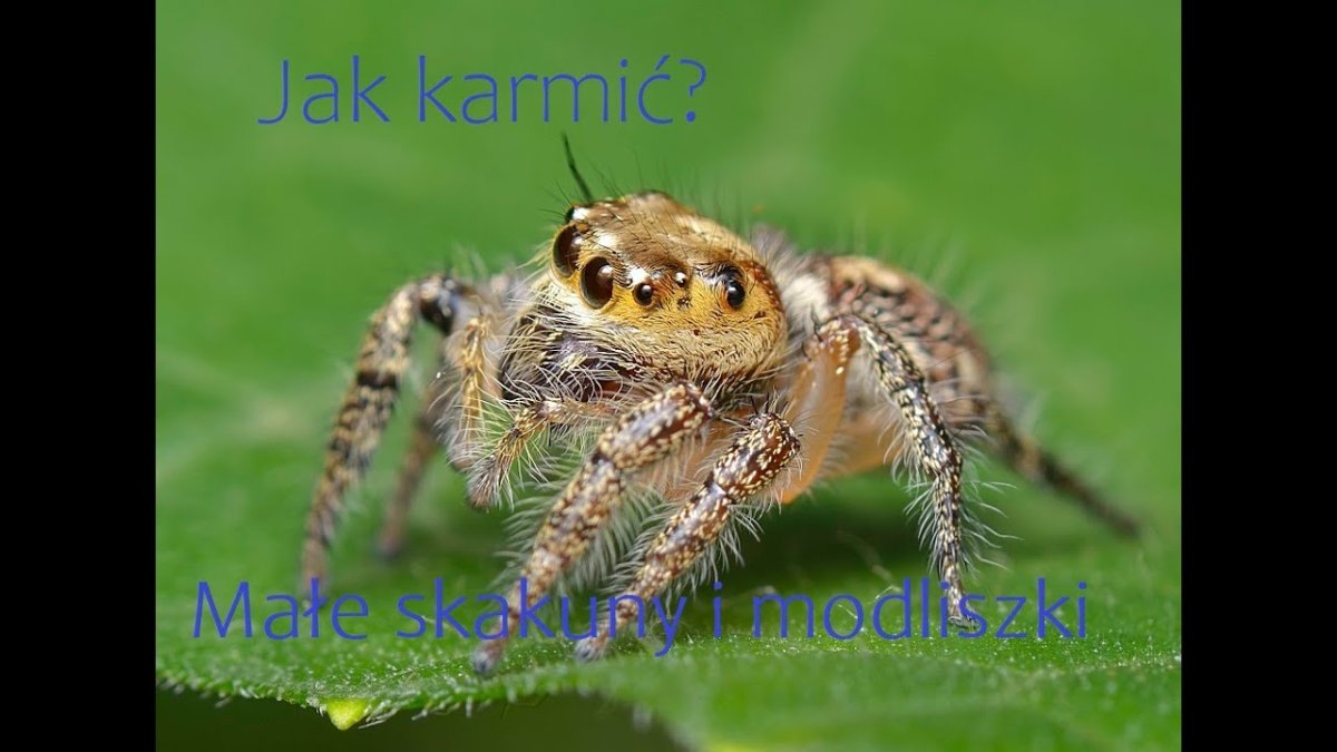 Паук скакунчик строение