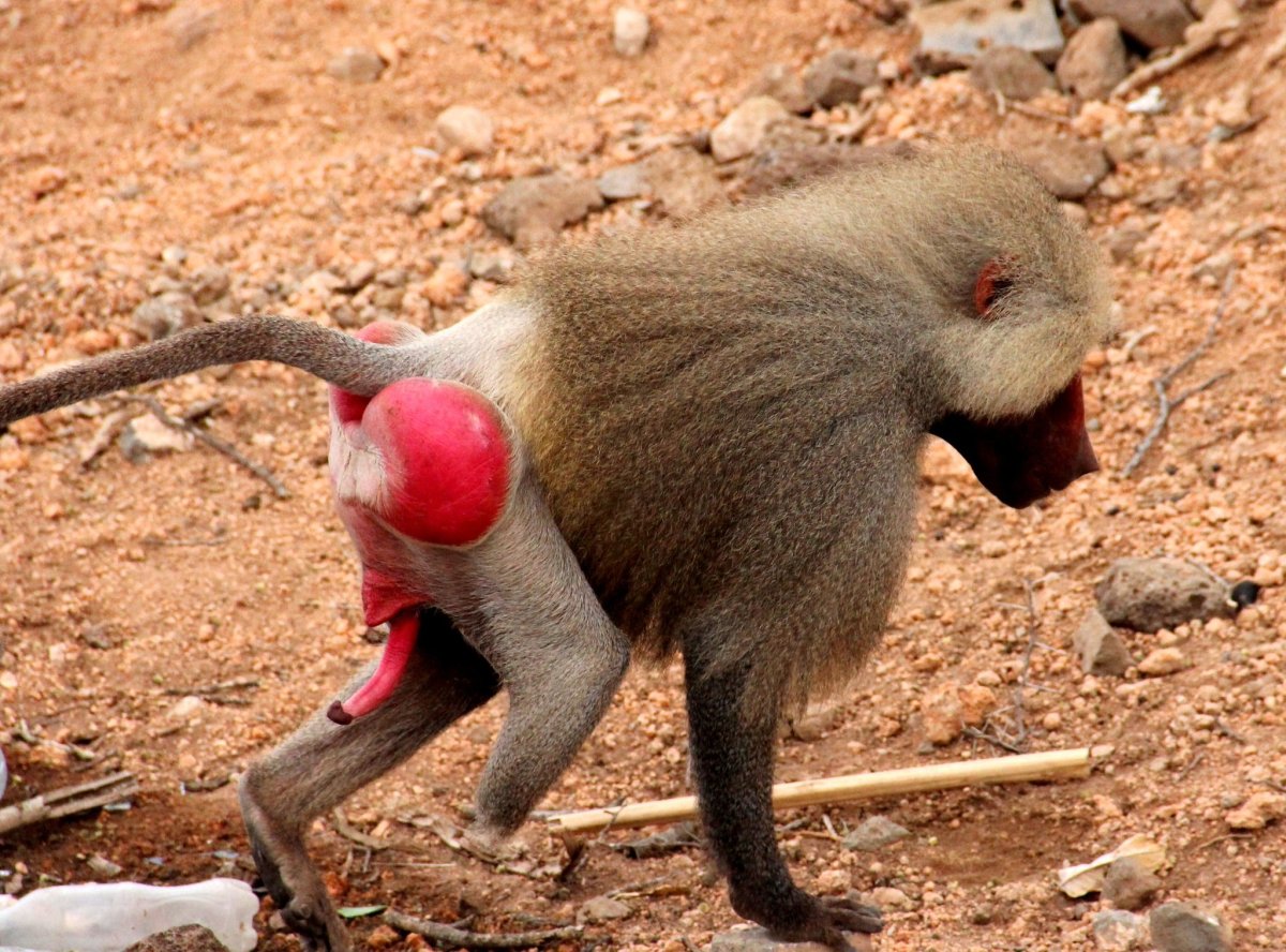 Павиан гамадрил