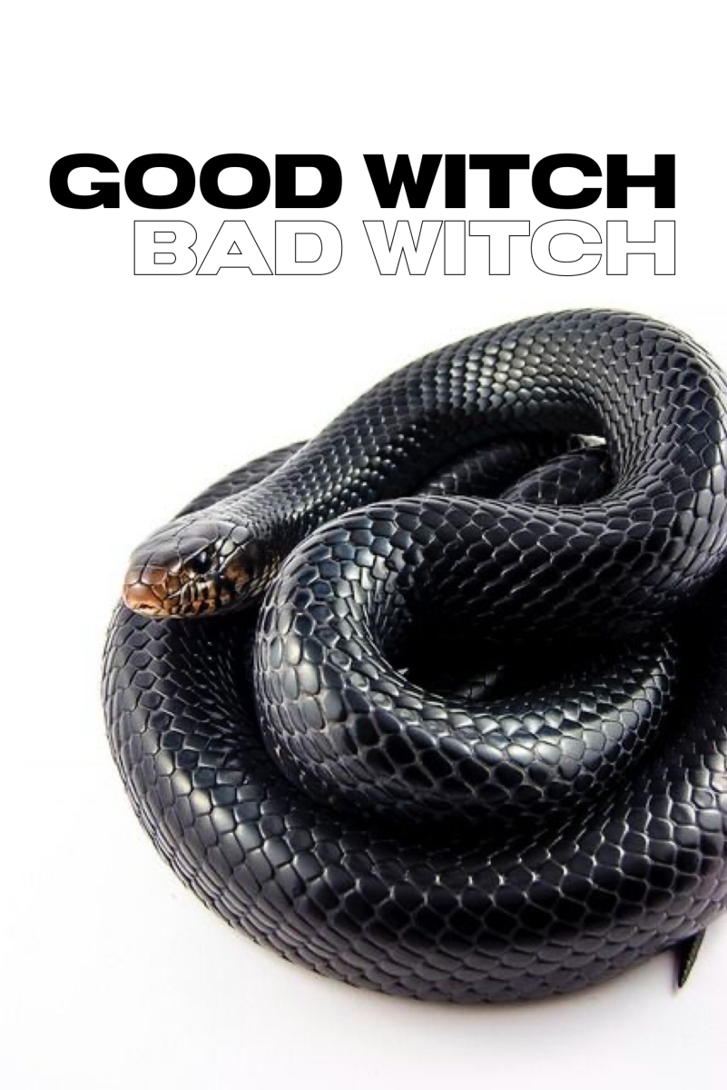 Восточная ИНДИГОВАЯ змея