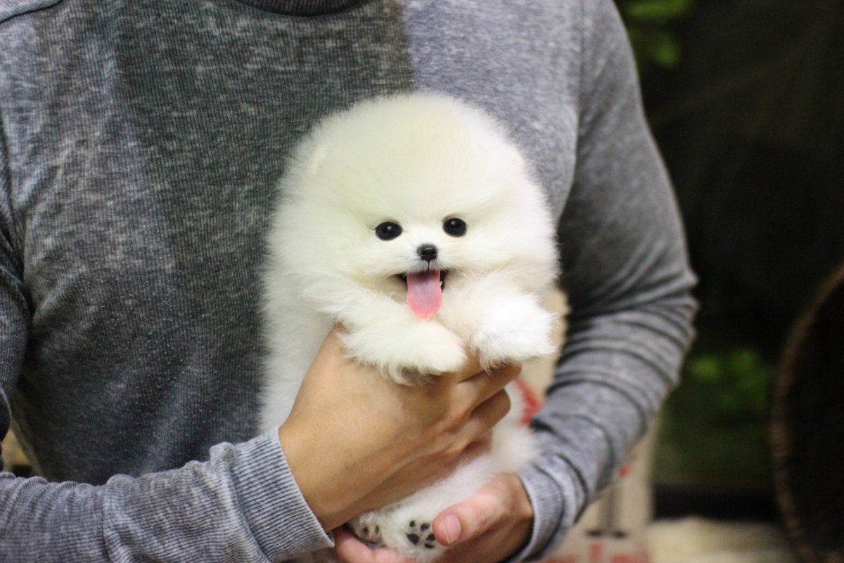 Шпиц обнимашки