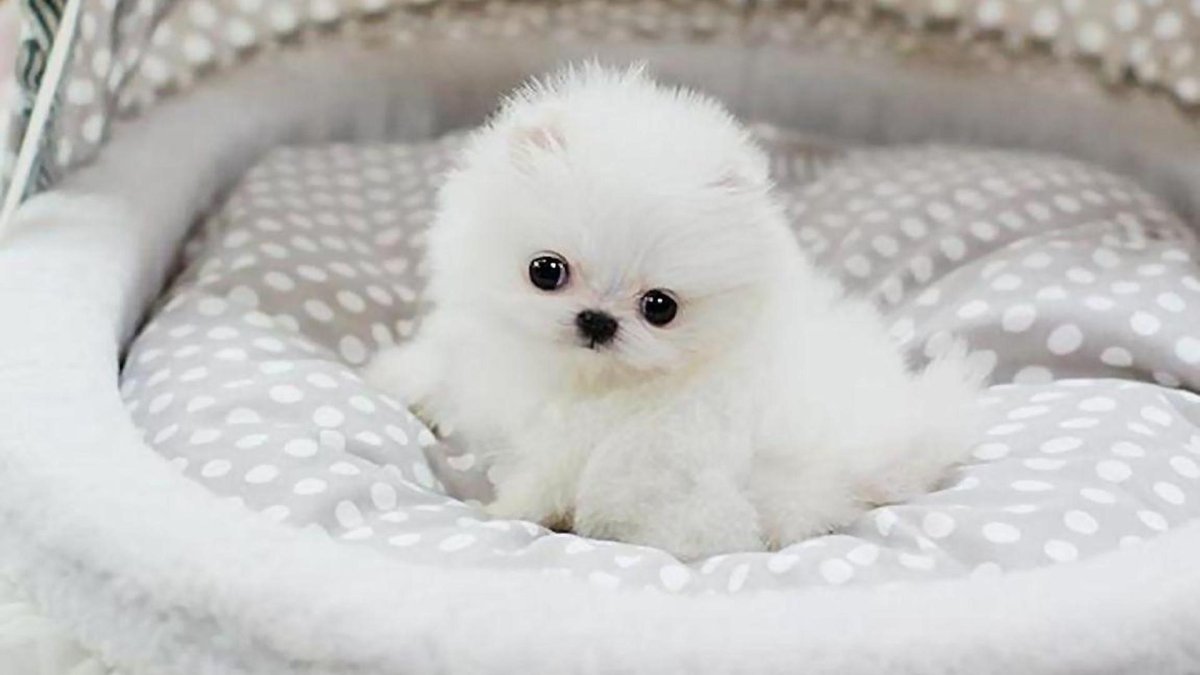 Teacup Pomeranian Puppy