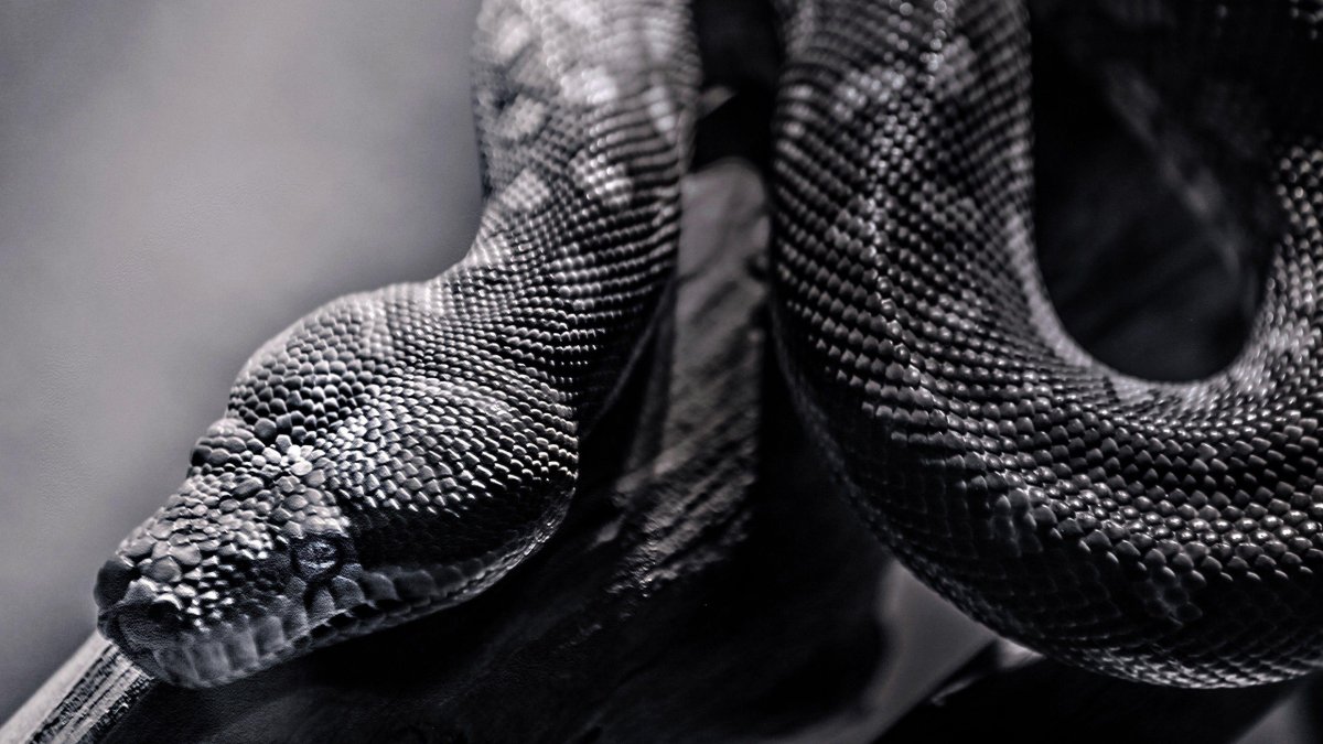 Королевский питон черный