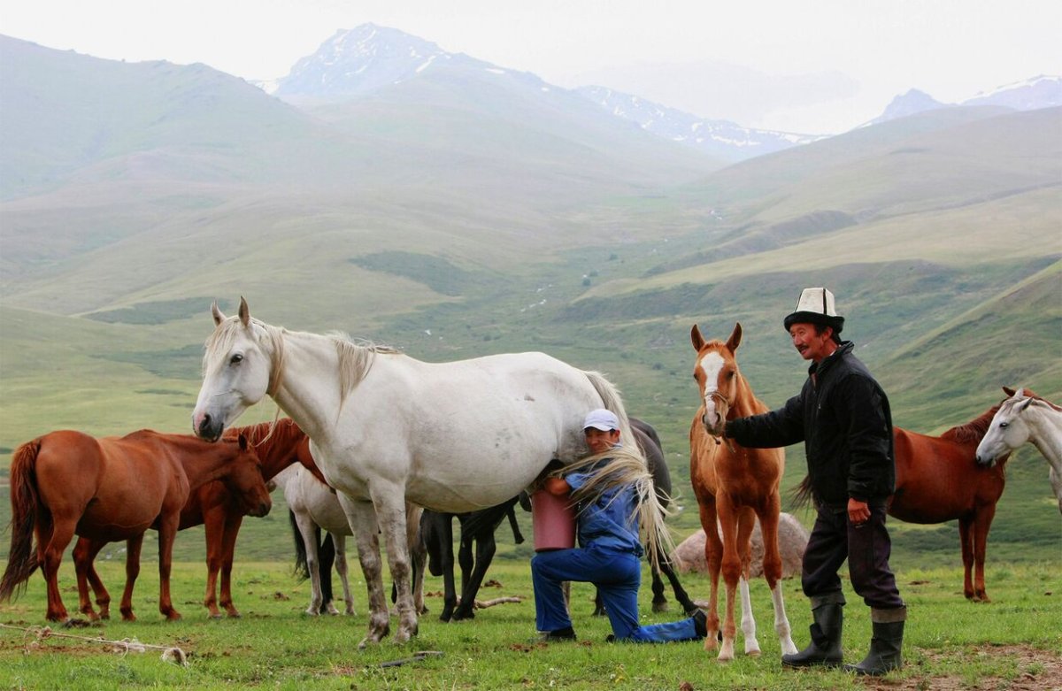 Лошади Чингис-хана