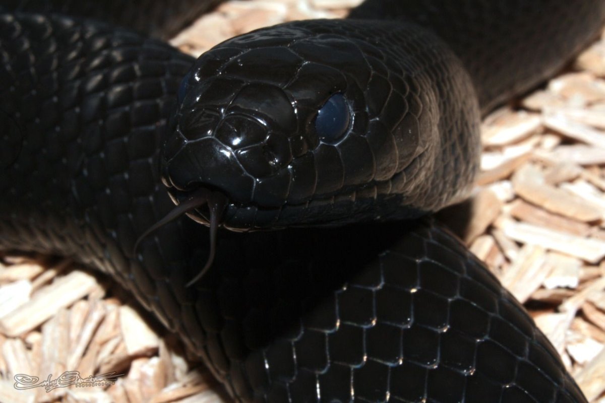 Краснобрюхий чёрный Аспид