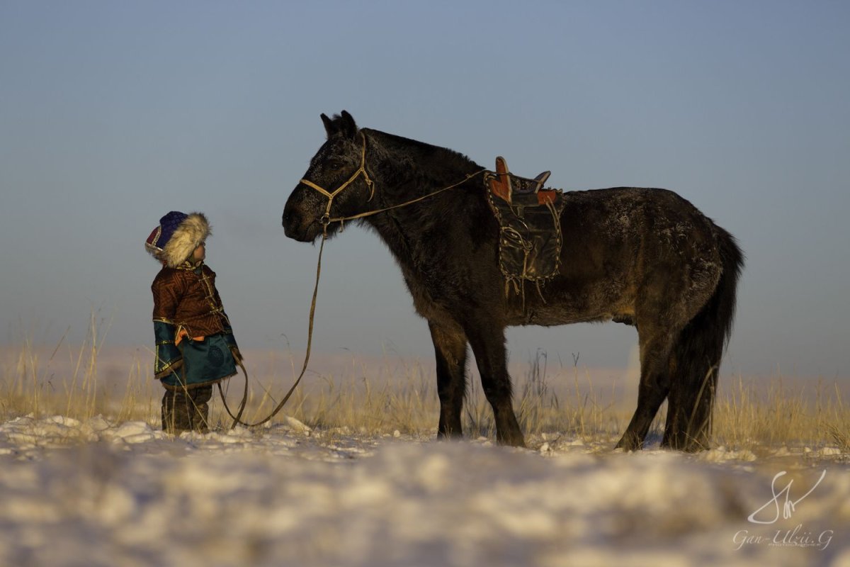 Казахская лошадь Аборигенная