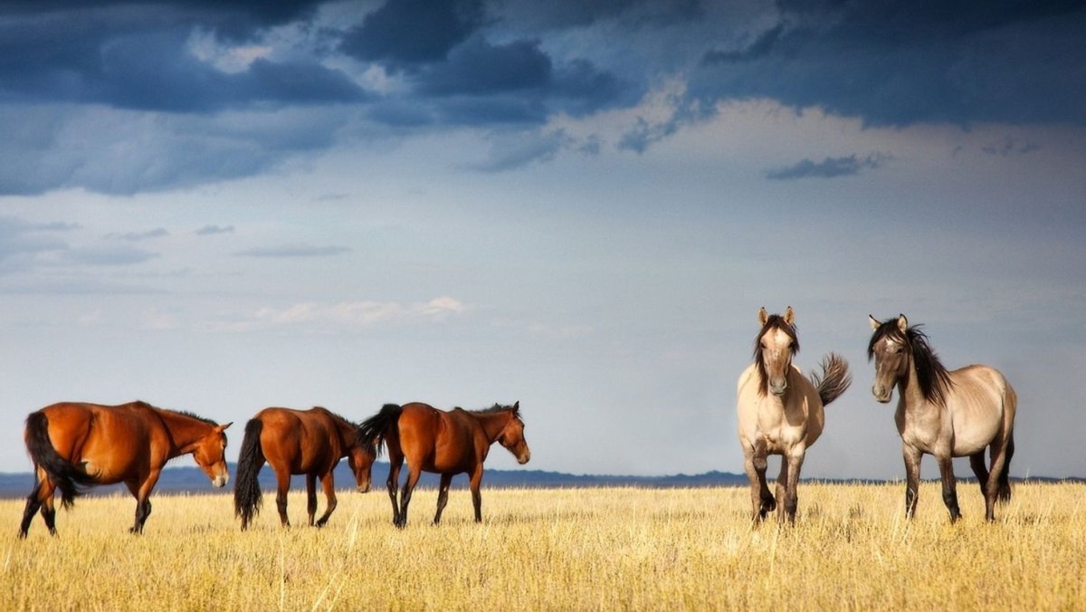 Лошади в степи