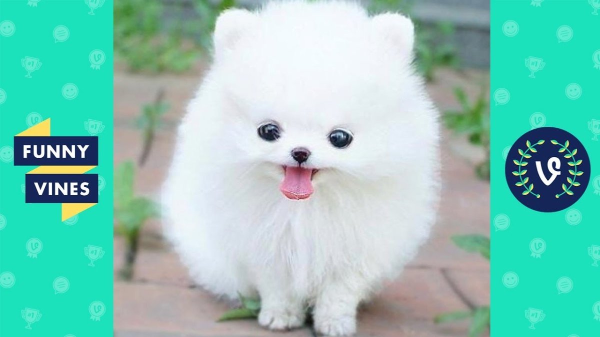 Самые милые щенки в мире и пушистые