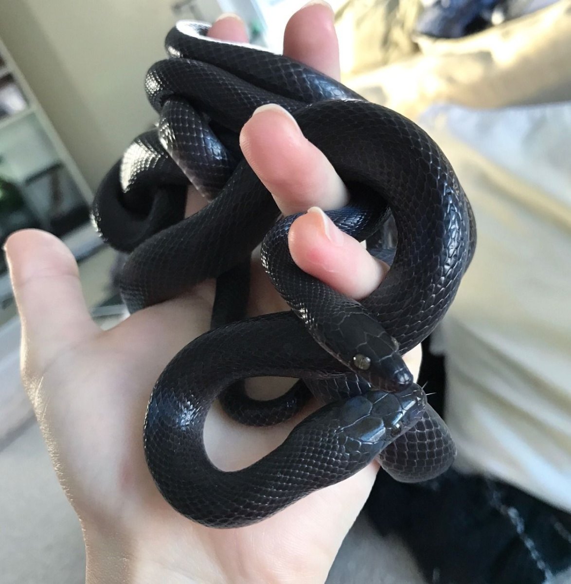 Ручная змея