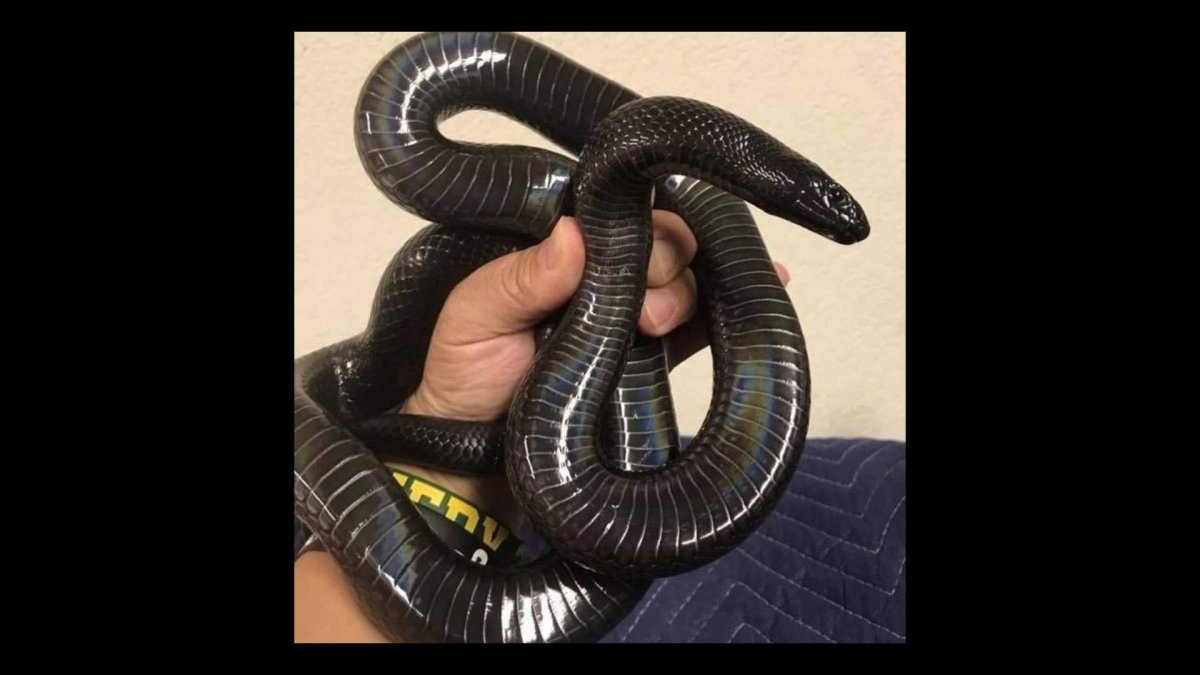 Мексиканская Королевская змея нигрита