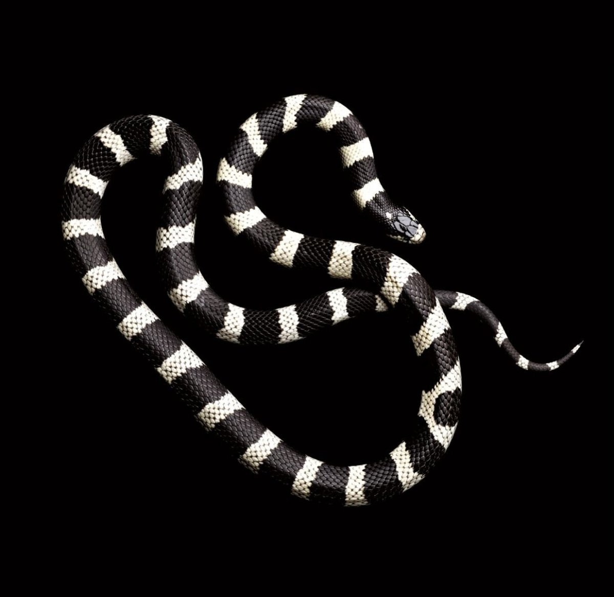 Змея Аспид гуччи