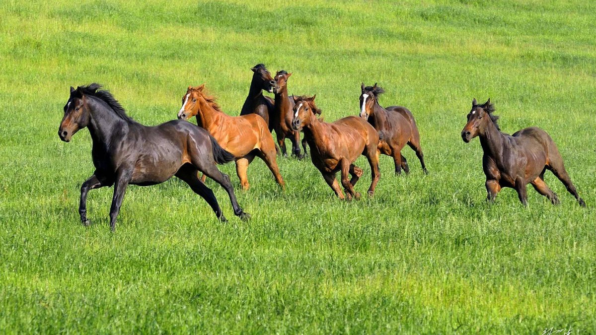 Казахские национальные игры кыз куу