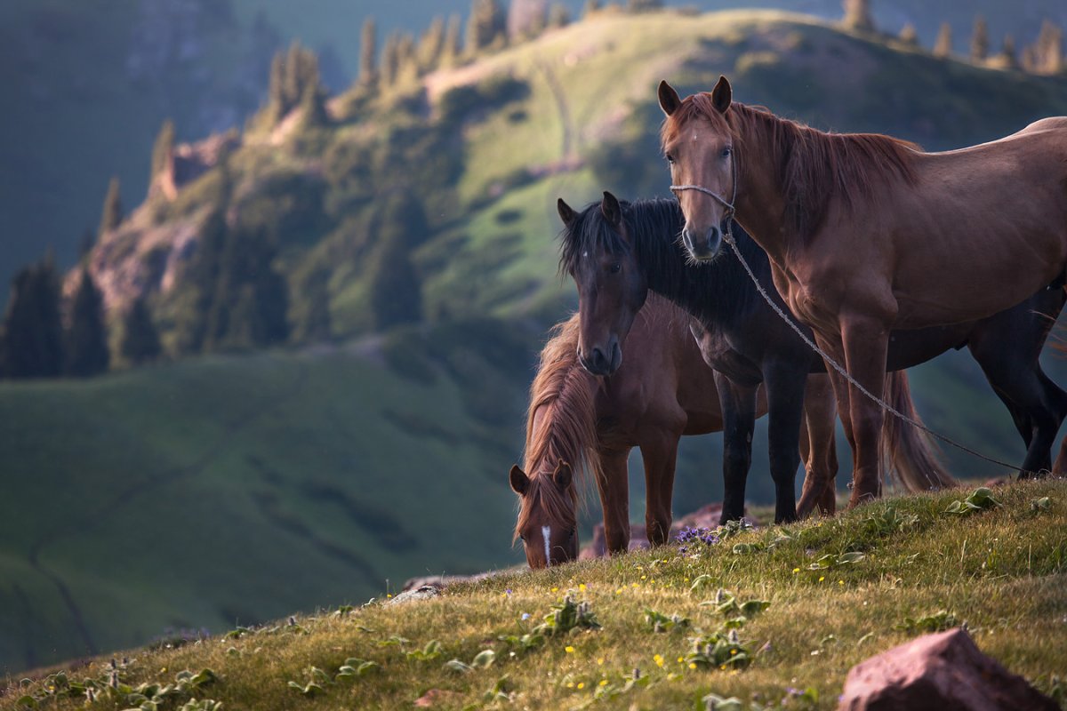 Казахские девушки на лошадях