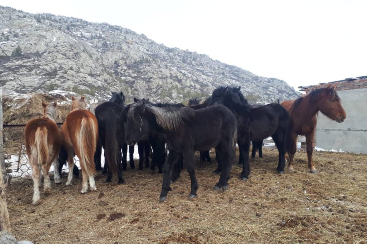 Табун лошадей пасется
