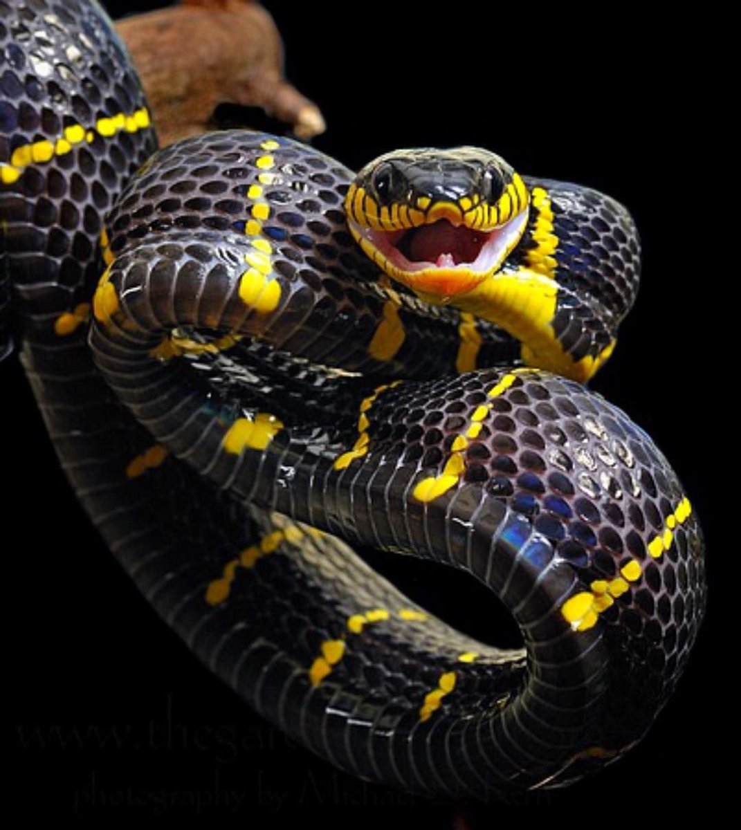 Королевская змея нигрита