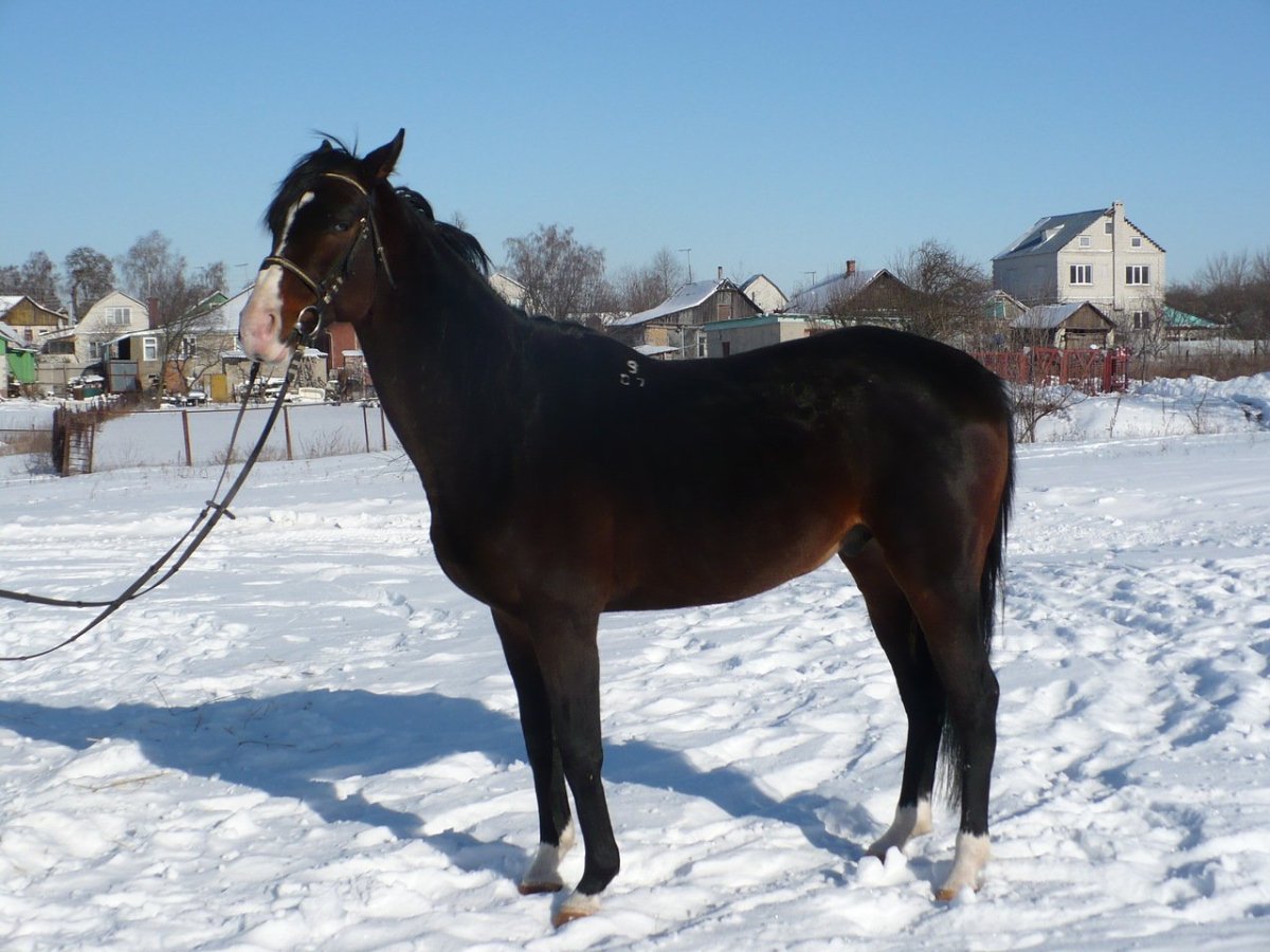 Коневодство в Казахстане