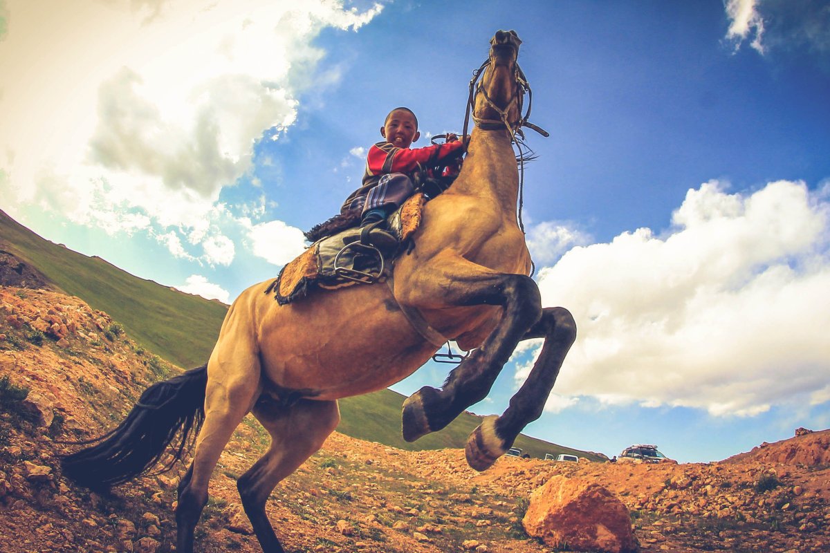 Узбекский лошадь