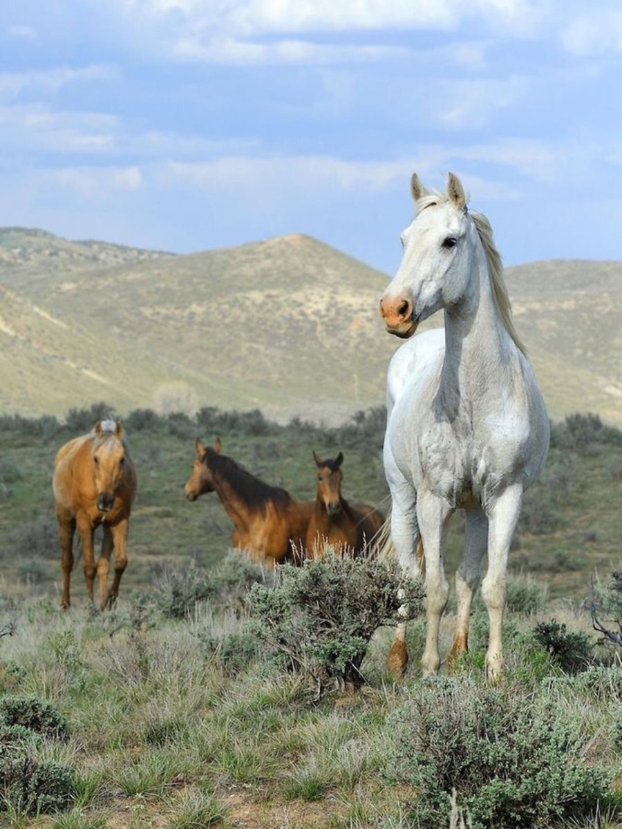 Лошади на фоне гор