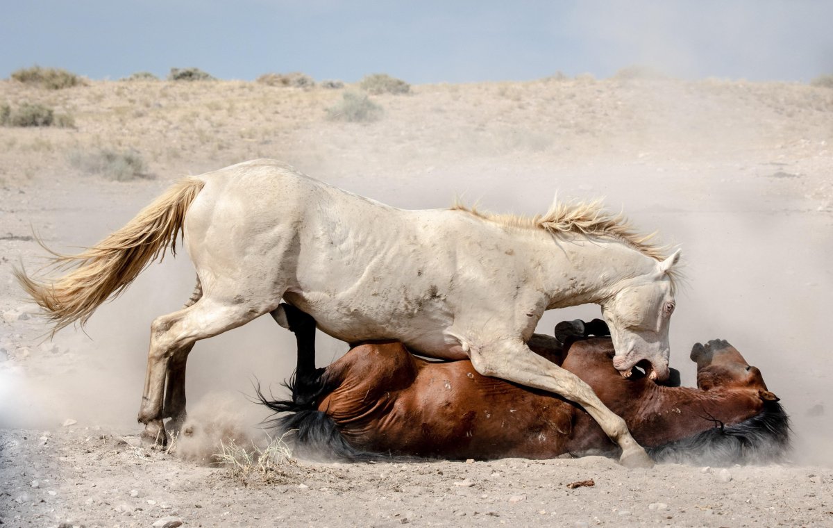Казахская девушка на коне