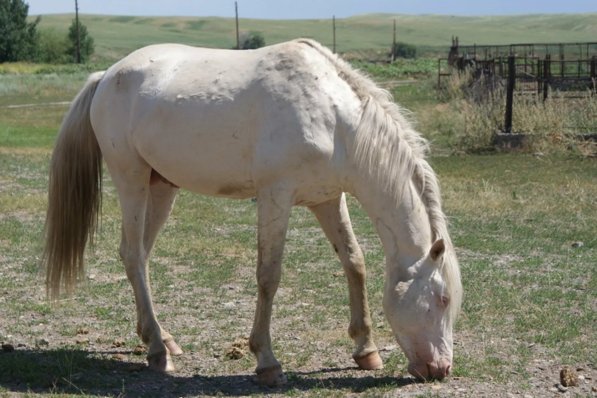Казахские игры национальные кокпар