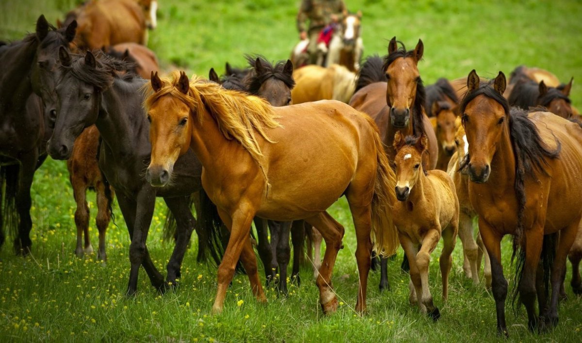 Лошади кроются