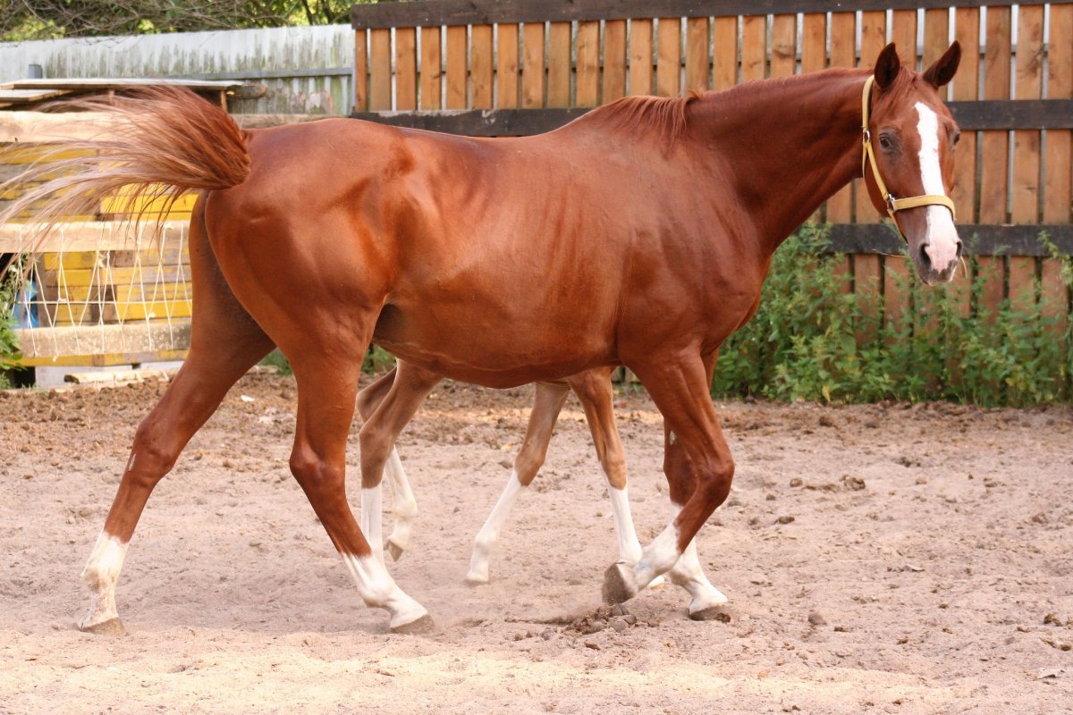 Павильон коневодство на ВДНХ СССР