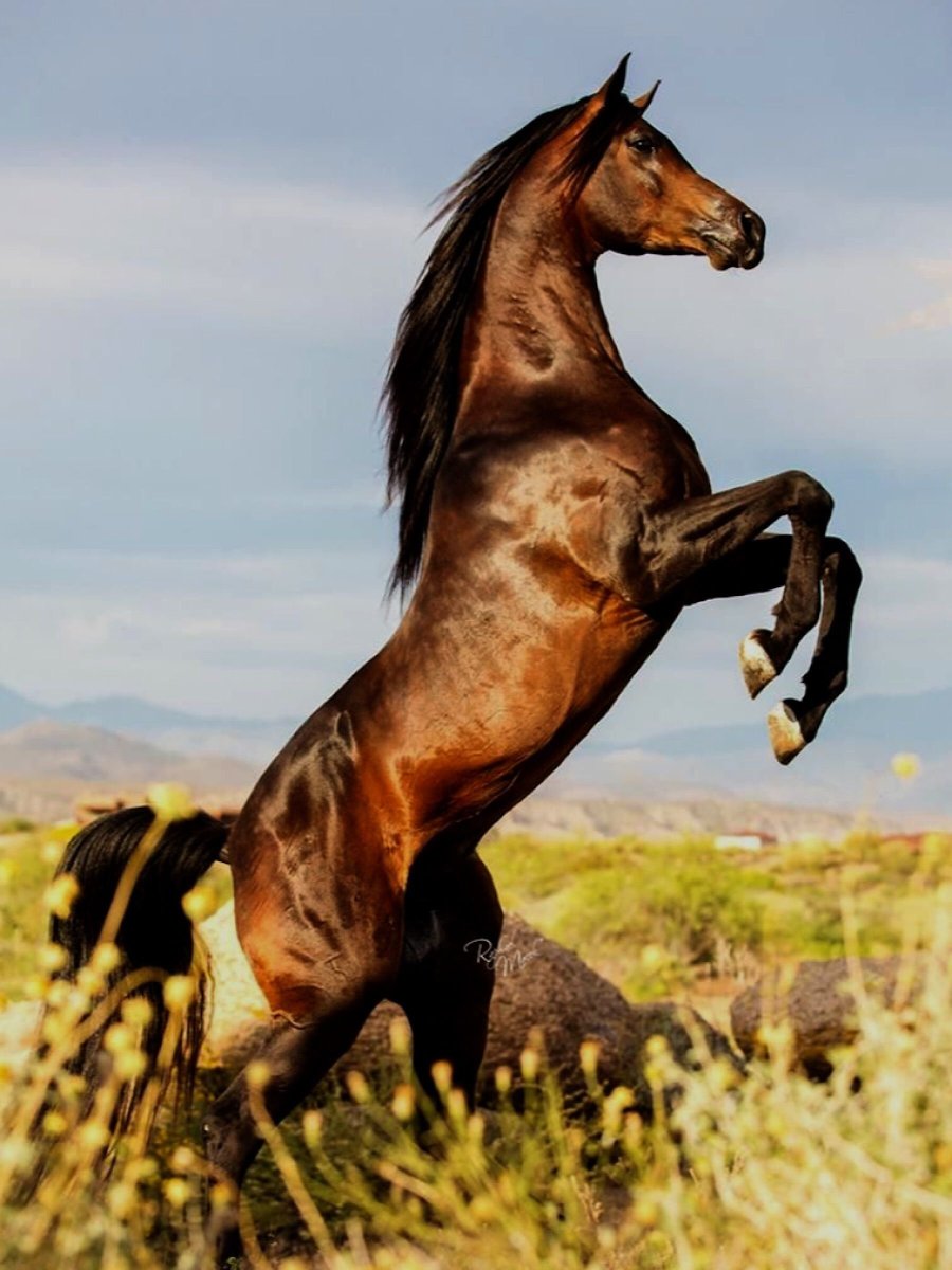 Гнедой табун