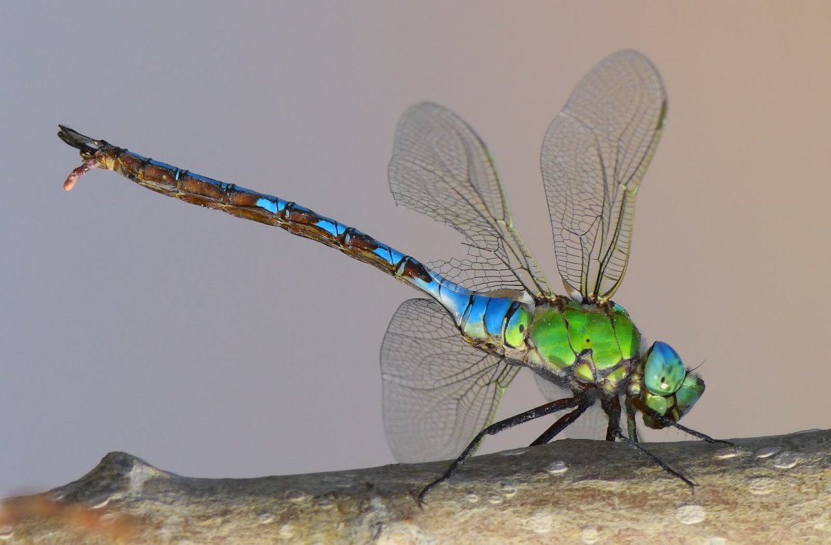 Дозорщик Императорский