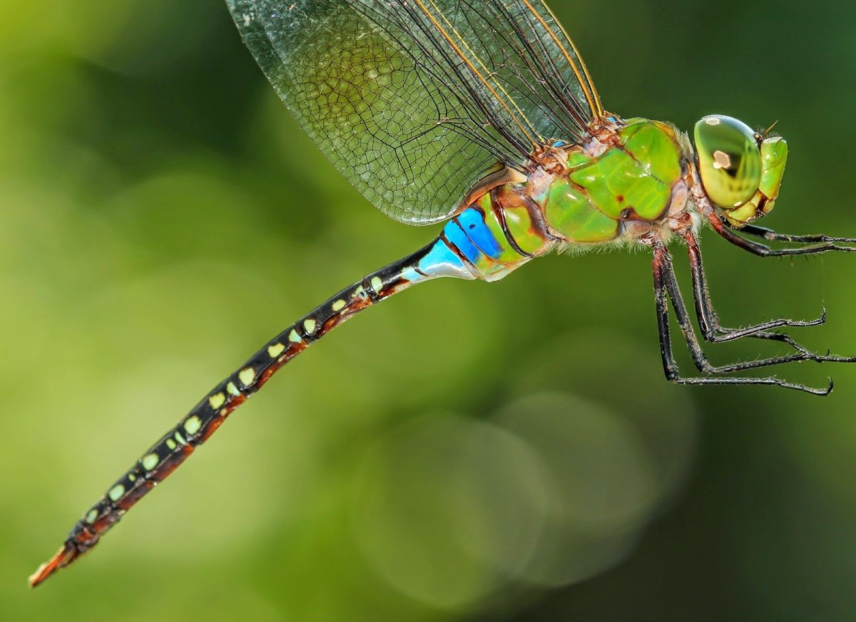 Дозорщик-Император самка